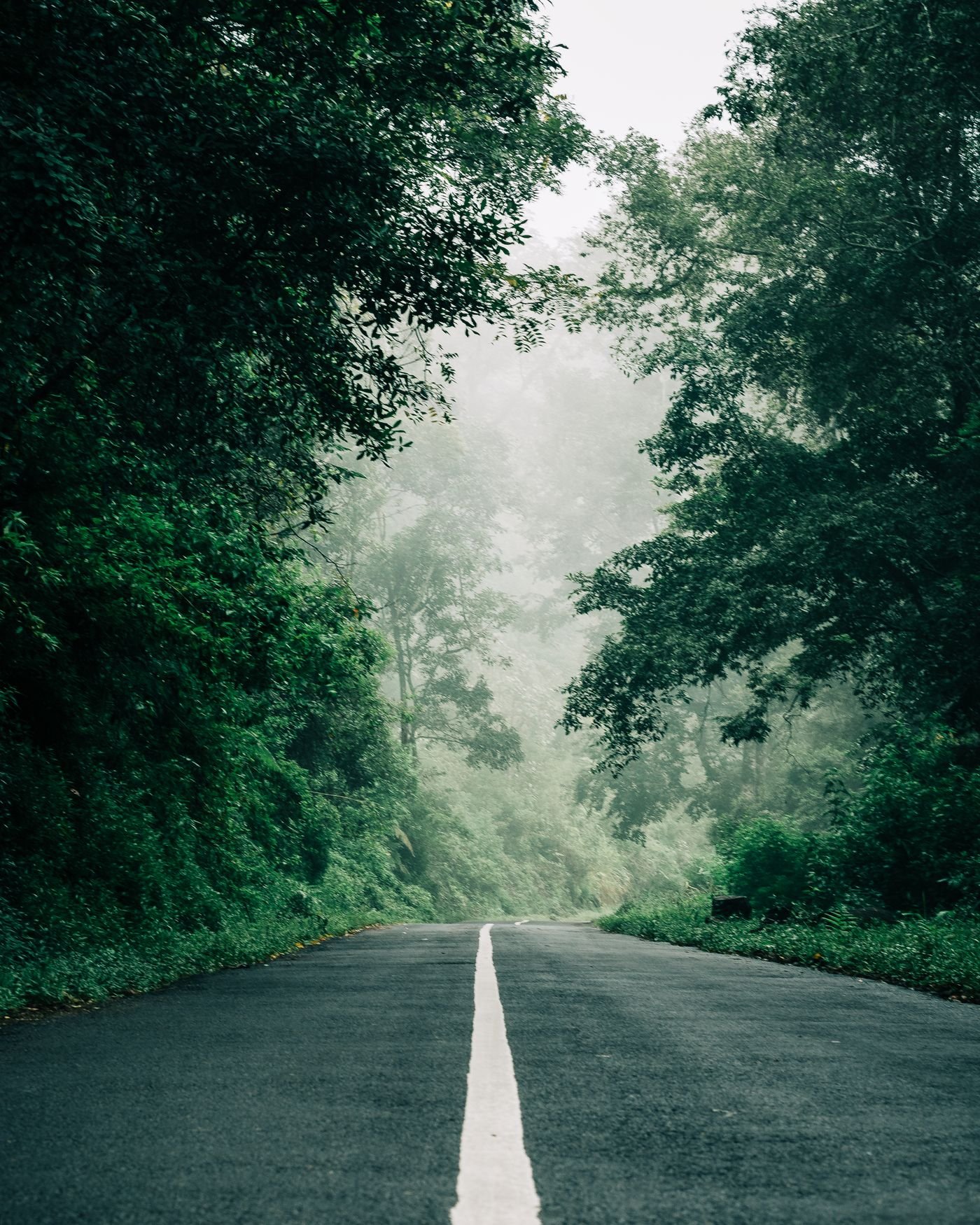 A quiet two-lane highway running between tall trees on an overcast morning.